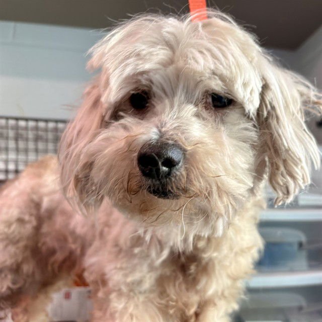 SPROUT - Yorkshire Terrier Yorkie available for adoption