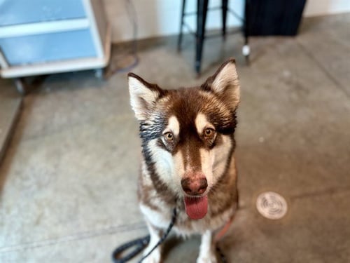 LEXUS - Alaskan Malamute available for adoption