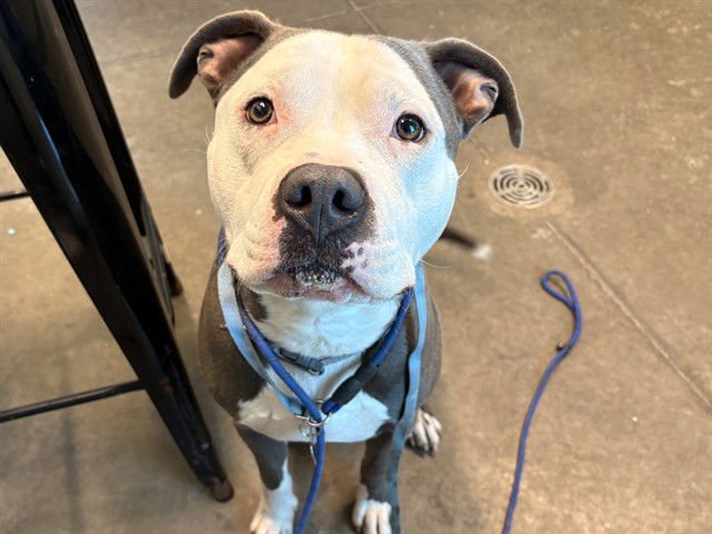 HICCUP - American Bulldog available for adoption