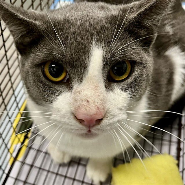 COLIN - Domestic Short Hair available for adoption