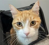 GINGER - Photo 1