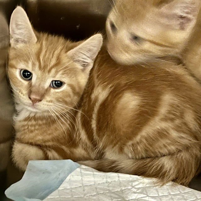 JAKE - Domestic Short Hair available for adoption