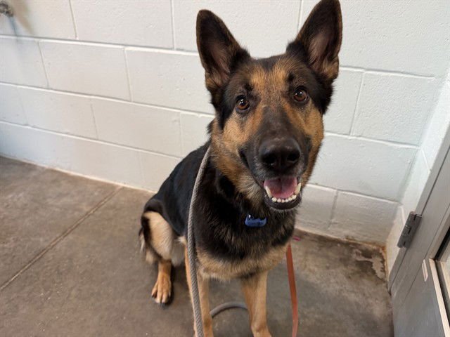 NOVA - German Shepherd Dog available for adoption