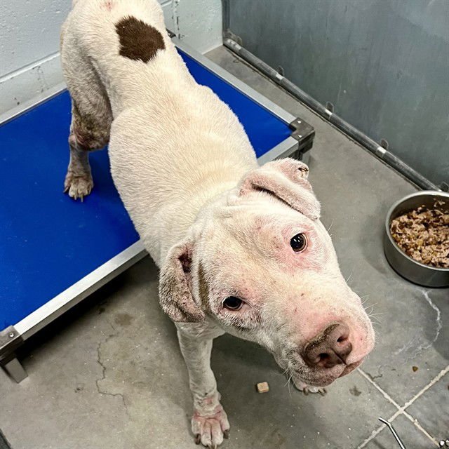 HAROLD - American Bulldog available for adoption