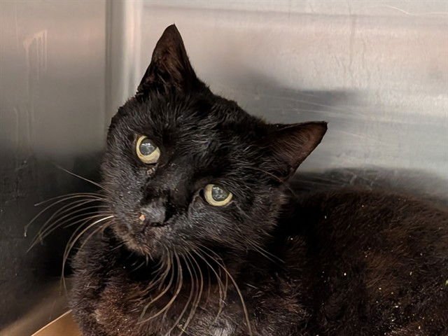 WINSTON - Domestic Short Hair available for adoption