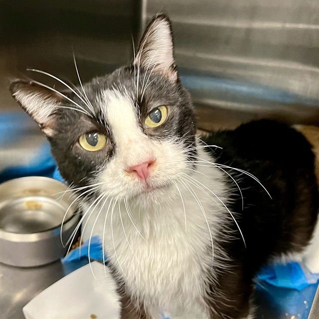 OSCAR - Domestic Short Hair available for adoption