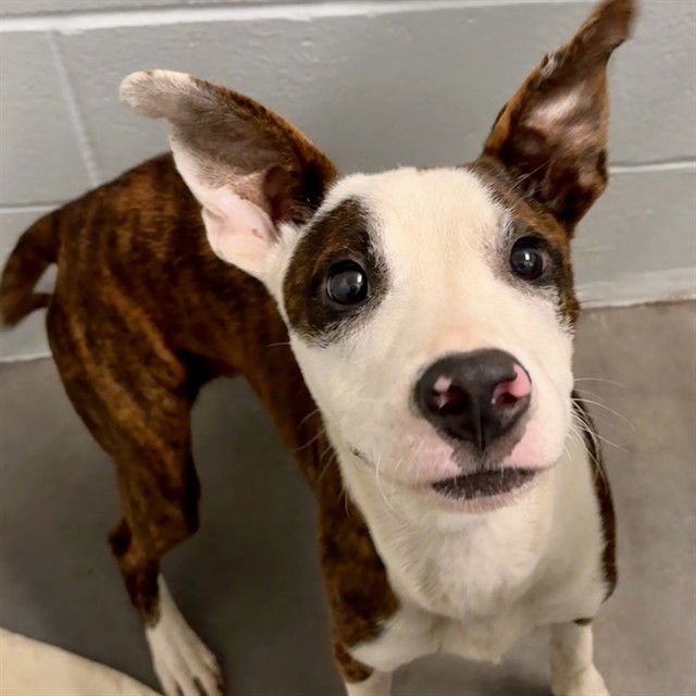 FRANKIE - Plott Hound available for adoption