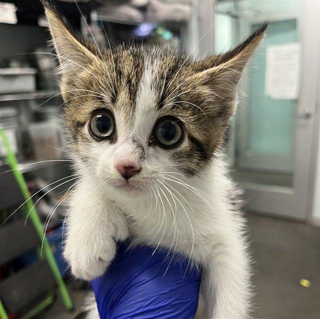 HUEY - Domestic Short Hair available for adoption