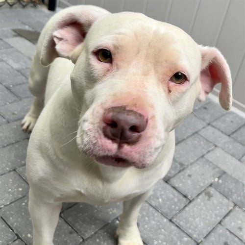 MAGNOLIA - American Bulldog available for adoption
