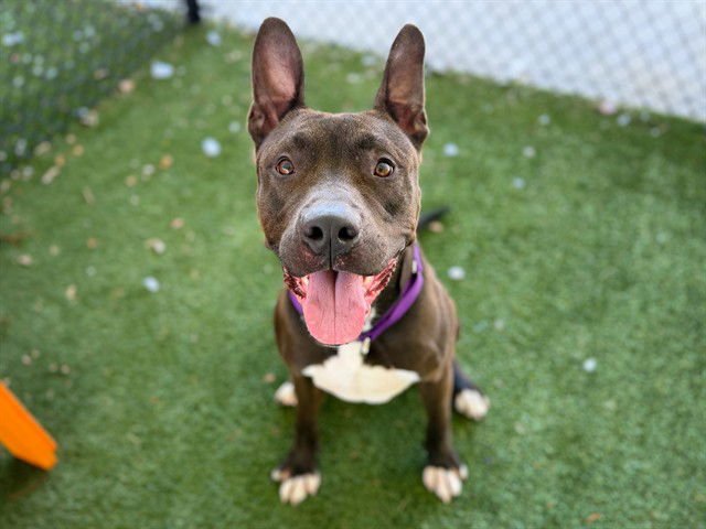 BUBBI - American Staffordshire Terrier available for adoption