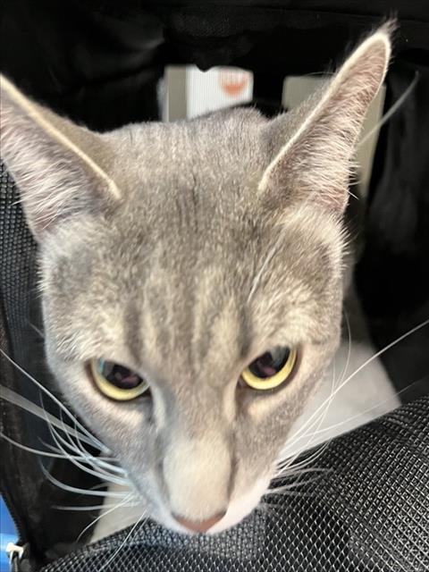 LOKI - Domestic Short Hair available for adoption