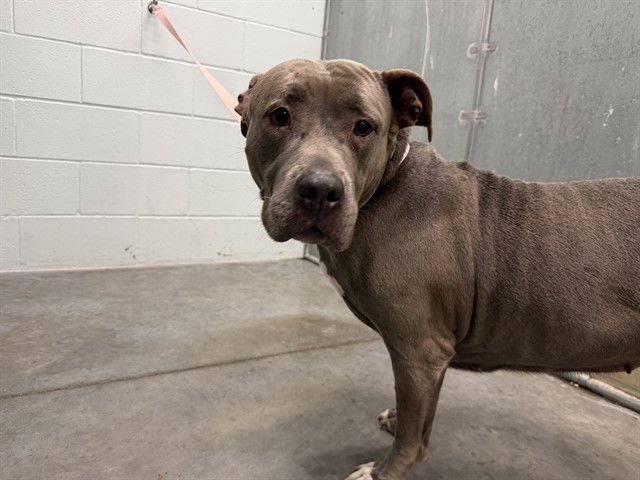 NAHLA - Pit Bull Terrier available for adoption