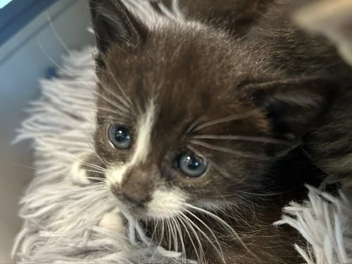KITTEN 3
