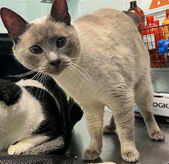 DAISY - Siamese available for adoption