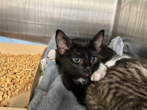 RUSSELL - Domestic Short Hair available for adoption