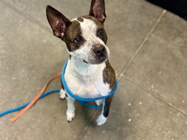 HANS - Boxer available for adoption