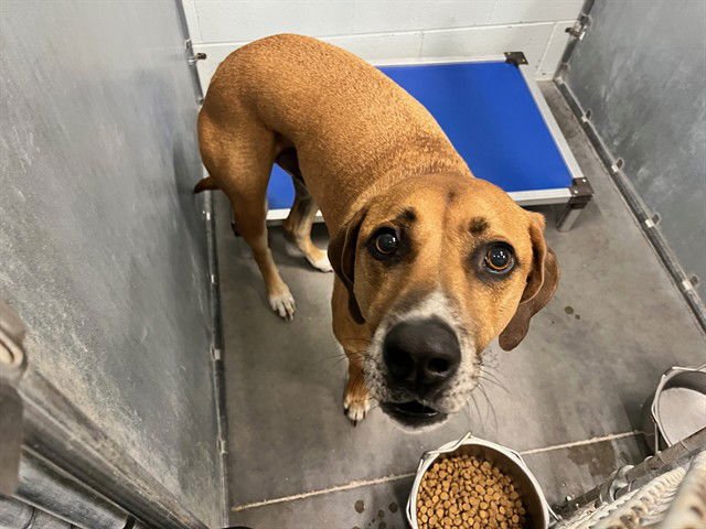 JOE - Redbone Coonhound available for adoption