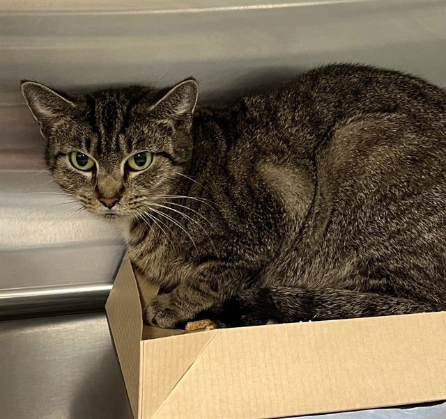 CAMO - Domestic Short Hair available for adoption