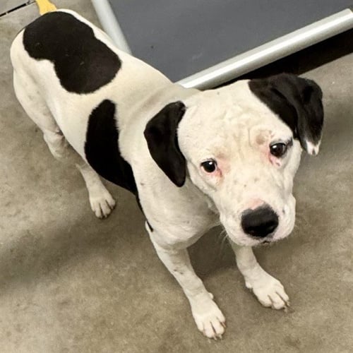 REMY - American Staffordshire Terrier available for adoption