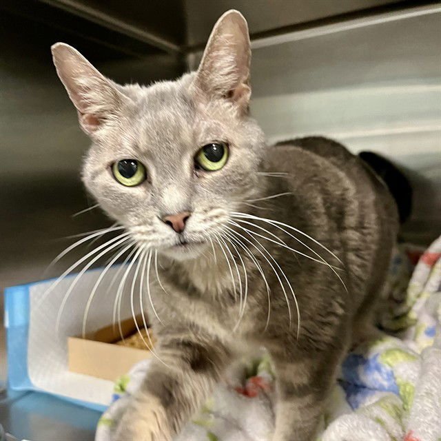 LILY - Domestic Short Hair available for adoption