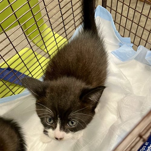 ARUBA - Domestic Short Hair available for adoption
