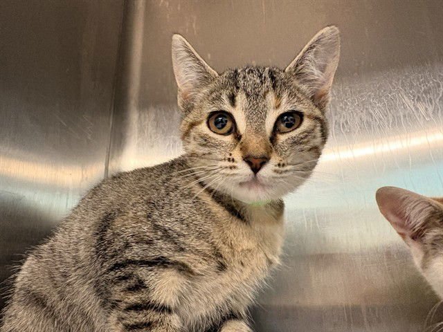 SPICE - Domestic Short Hair available for adoption