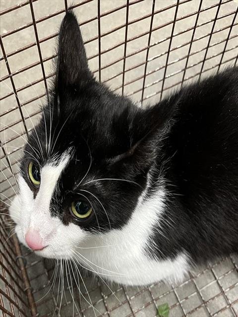 RIMINI - Domestic Short Hair available for adoption