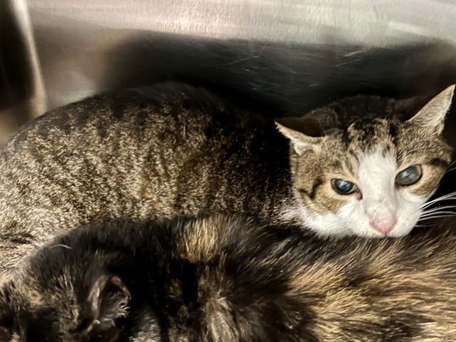 GHOSTY - Domestic Short Hair available for adoption