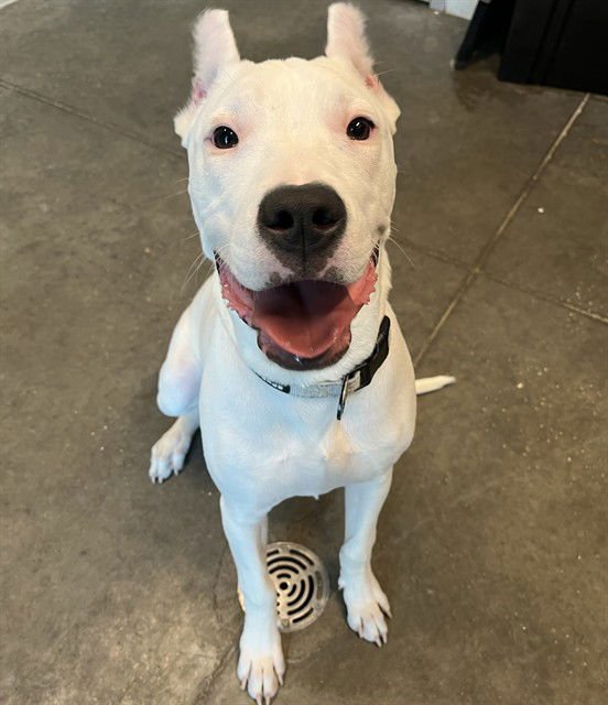 GRACE - Dogo Argentino available for adoption