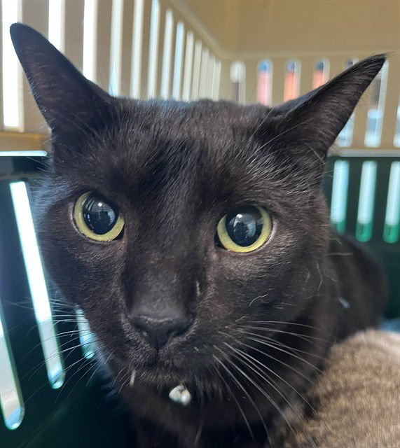 FENDER - Domestic Short Hair available for adoption