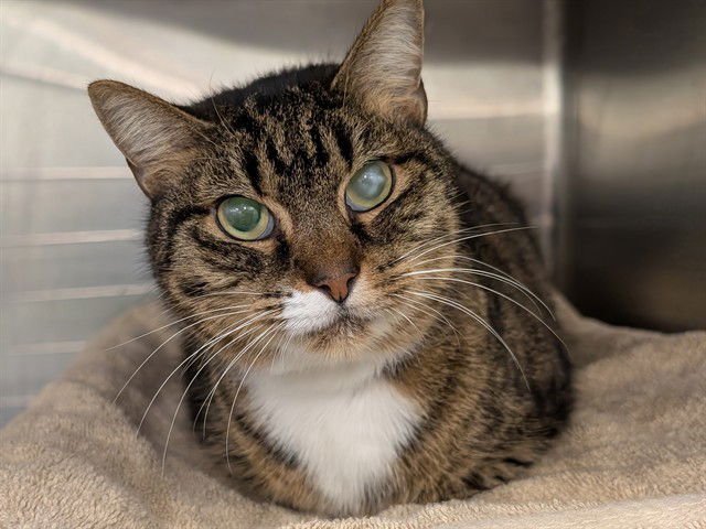 LOAF - Domestic Short Hair available for adoption