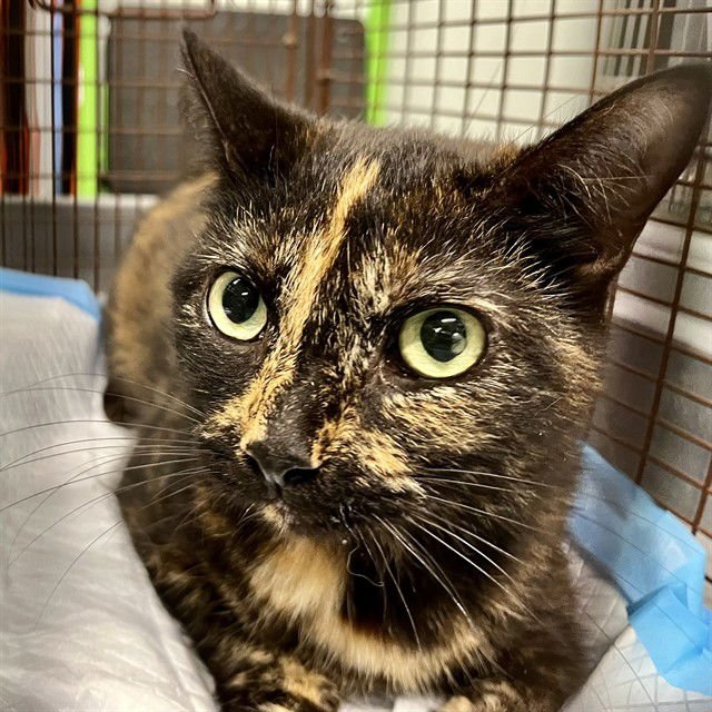 PEPPER - Domestic Short Hair available for adoption