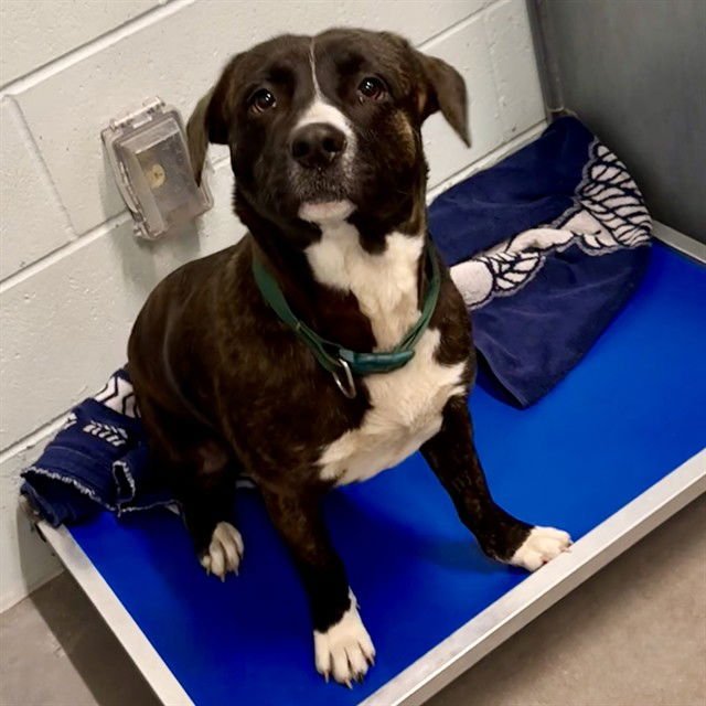 TJ - American Staffordshire Terrier available for adoption