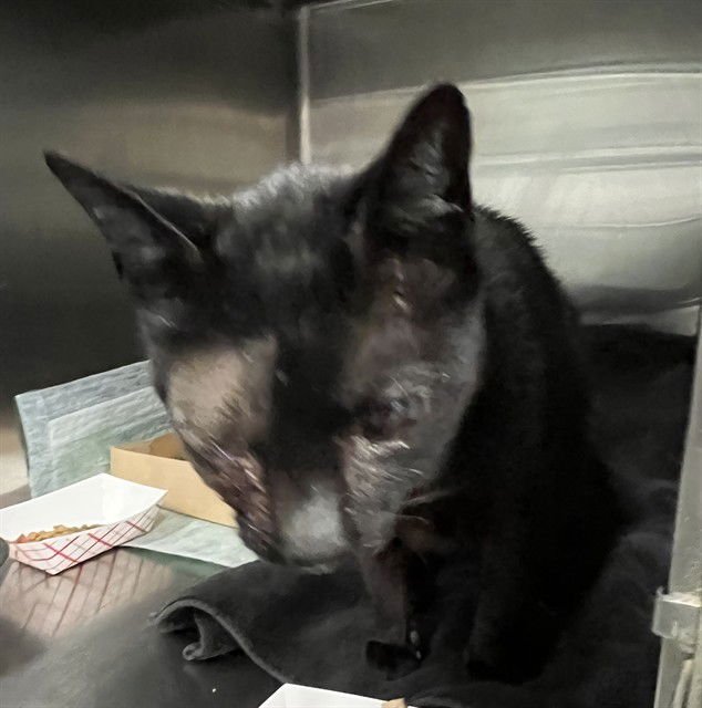 TOMMY - Domestic Short Hair available for adoption