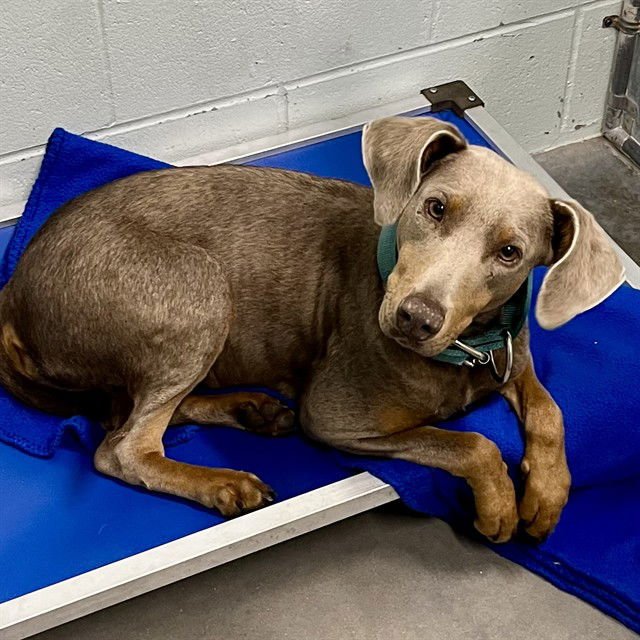 MILA - Weimaraner / Doberman Pinscher available for adoption