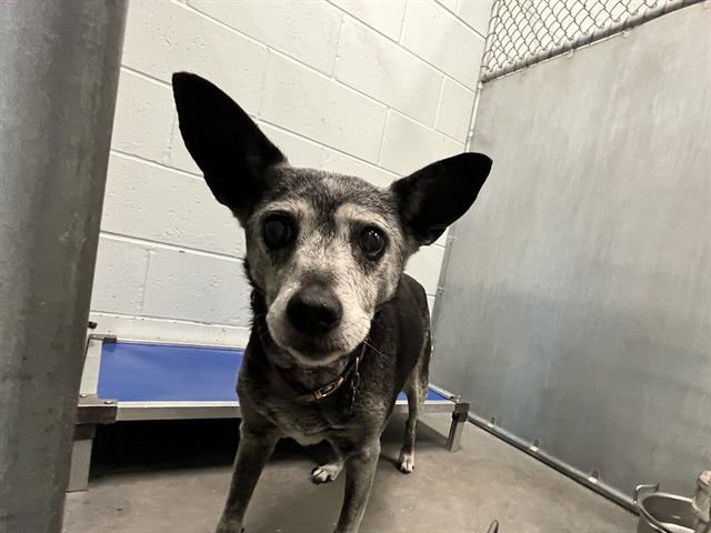 CRICKET - Rat Terrier available for adoption