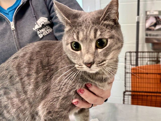 TINK - Domestic Short Hair available for adoption