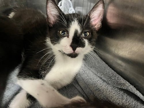 REESE - Domestic Short Hair available for adoption