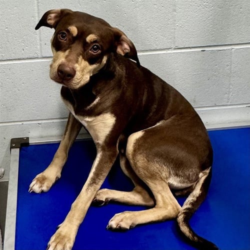 MISTY - American Staffordshire Terrier / Doberman Pinscher available for adoption