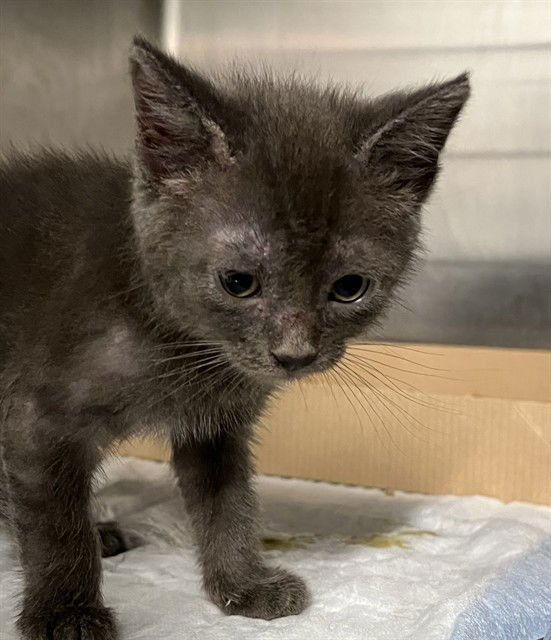 HUBERT - Domestic Short Hair available for adoption