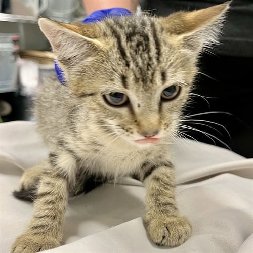 ARIZONA - Domestic Short Hair available for adoption
