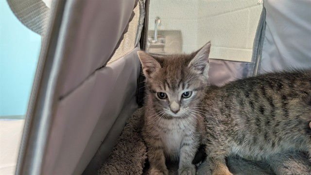 KITTEN 3 - Domestic Short Hair available for adoption