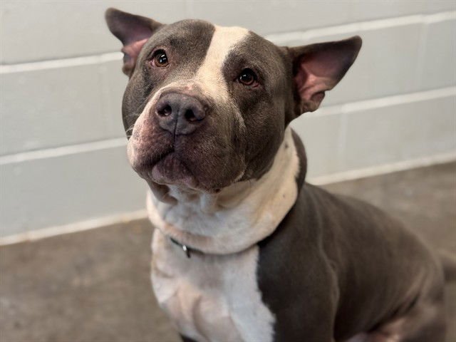 SEAMUS - American Staffordshire Terrier available for adoption