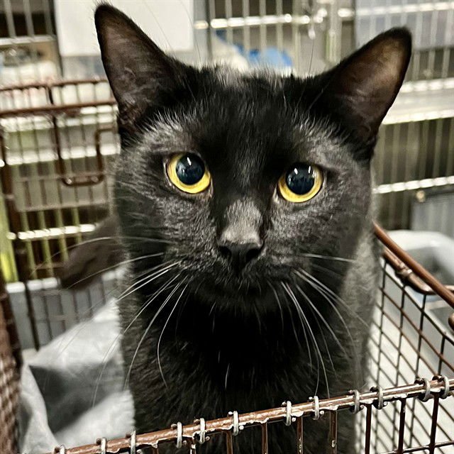 LUNA - Domestic Short Hair available for adoption