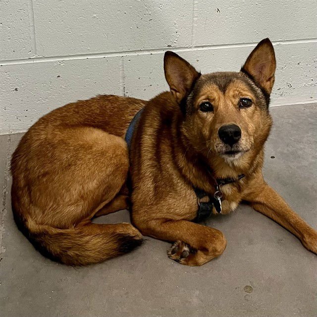 FOXY - Shiba Inu available for adoption