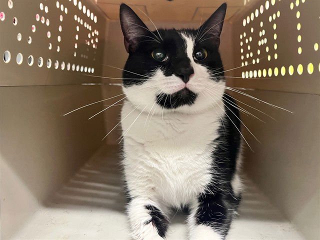 MONA LISA - Domestic Short Hair available for adoption