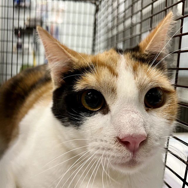 VIOLET - Domestic Short Hair available for adoption