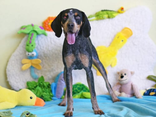 TWISTER - Bluetick Coonhound available for adoption