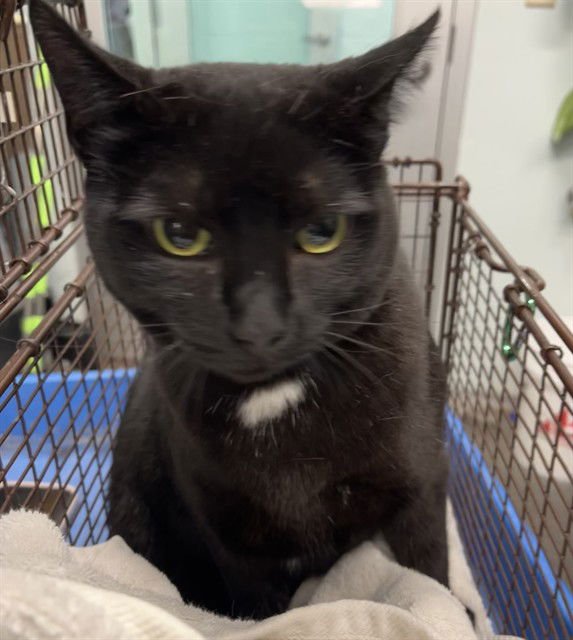 SORA - Domestic Short Hair available for adoption