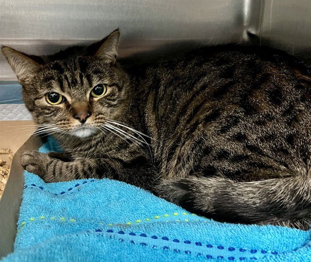 ARLO - Domestic Short Hair available for adoption